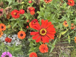 百日菊