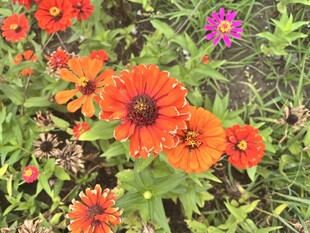 百日菊