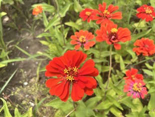 百日菊