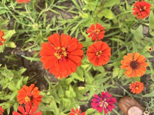 百日菊