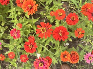百日菊