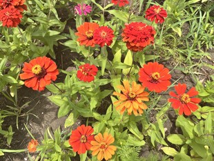 百日菊