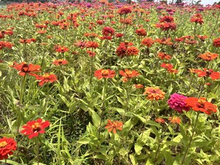 百日菊
