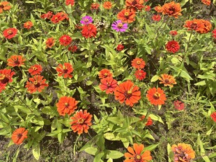 百日菊