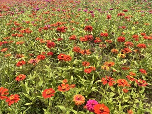 百日菊