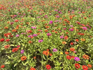 百日菊