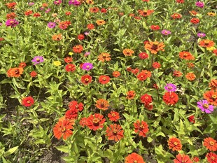 百日菊 