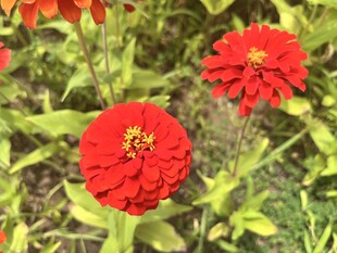 百日菊