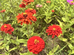 百日菊