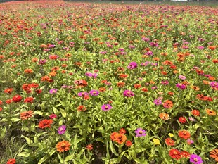 百日菊