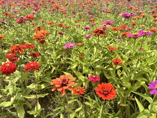 百日菊