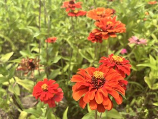 百日菊 