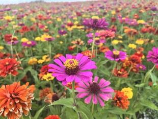百日菊