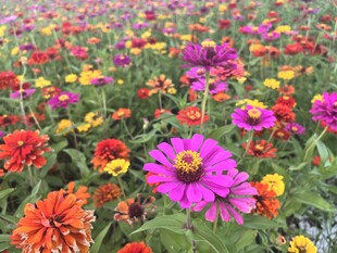 百日菊 