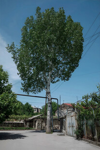 乡村大树