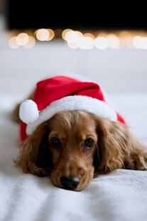 戴圣诞帽的慵懒小狗