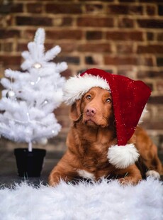 戴圣诞帽的可爱金毛犬