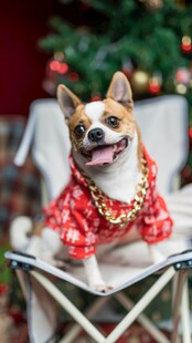 穿红衣的萌犬坐椅子上