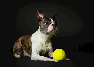 波士顿梗犬与黄色球