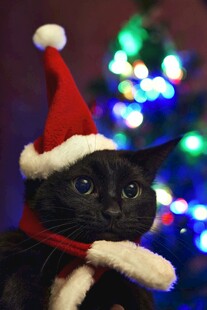 戴圣诞帽的可爱黑猫