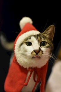 戴圣诞帽的可爱猫咪