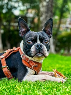 趴着的波士顿梗犬