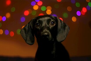 彩灯前的可爱黑犬