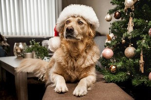 戴圣诞帽的金毛犬