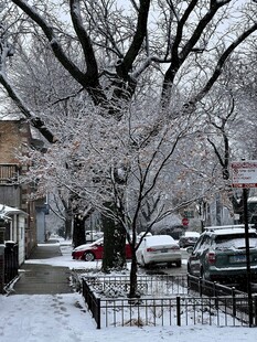 冬日雪覆街道树木景观