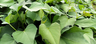 绿叶繁茂的红薯植株