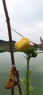 水边绽放的黄色瓜花