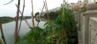 湖畔菜地与远处景致