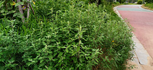 路边绿植景观