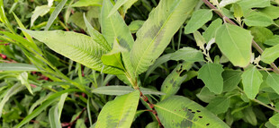 绿叶植物特写