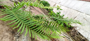 石墙上生长的翠绿蕨类植物特写