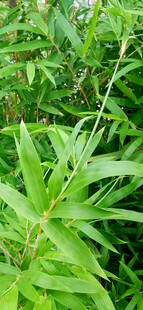 翠绿繁茂的植物叶片