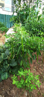 菜园中的翠绿辣椒植物