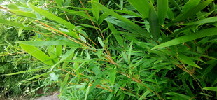 翠绿繁茂的金竹景观
