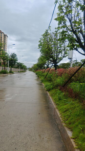 雨后湿润的乡间小道