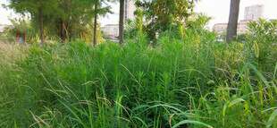 野外茂密草丛与树木景观
