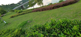 绿意盎然的户外草坪景观