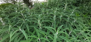 茂密鼠尾草绿植景观