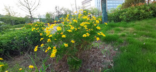 花园中的黄色菊花绽放