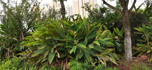 户外绿植景观