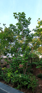 路边树木绿植景观