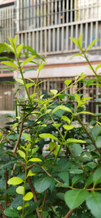 绿叶繁茂的庭院植物景观