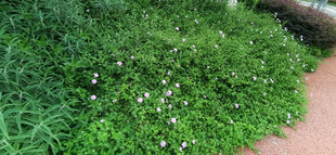 翠绿草地点缀白色小花