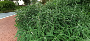 路边翠绿茂盛的鼠尾草