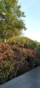 路边多彩植物景观