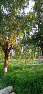 夏日葱郁树林与草地景观